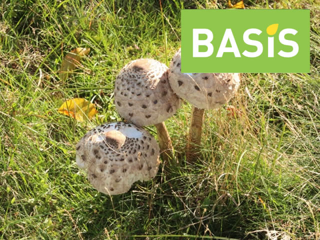 Cap Fungi – Mushrooms and Toadstools
